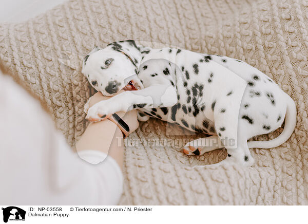 Dalmatian Puppy / NP-03558