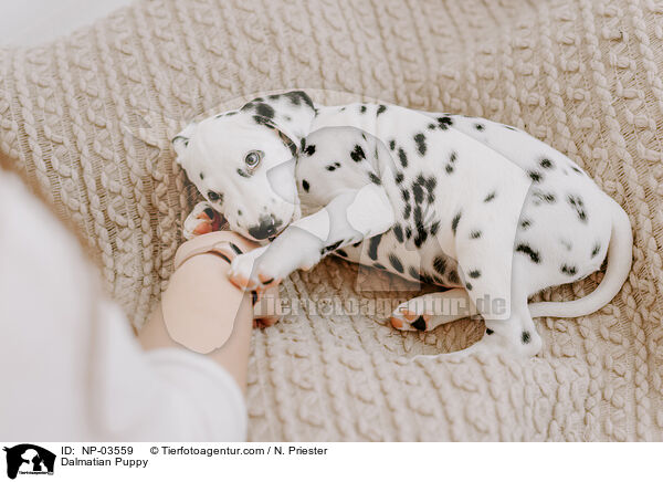 Dalmatian Puppy / NP-03559
