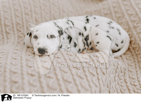 Dalmatiner Welpe / Dalmatian Puppy / NP-03560