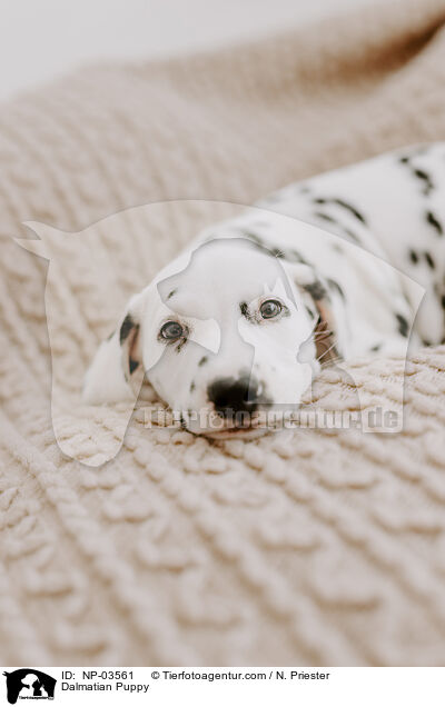 Dalmatiner Welpe / Dalmatian Puppy / NP-03561