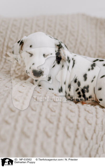 Dalmatiner Welpe / Dalmatian Puppy / NP-03562