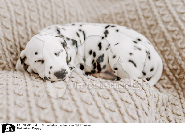 Dalmatiner Welpe / Dalmatian Puppy / NP-03564