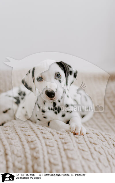 Dalmatiner Welpen / Dalmatian Puppies / NP-03565