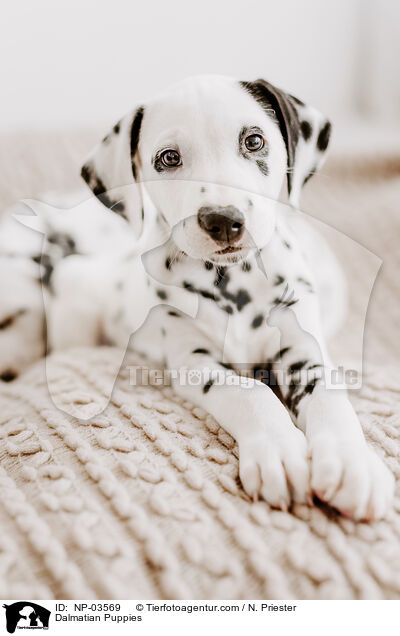 Dalmatian Puppies / NP-03569