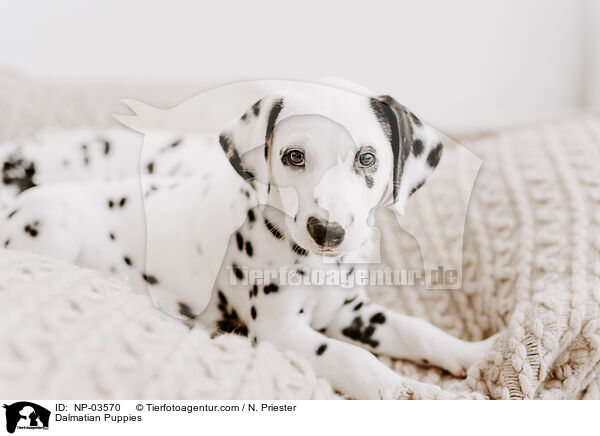 Dalmatiner Welpen / Dalmatian Puppies / NP-03570