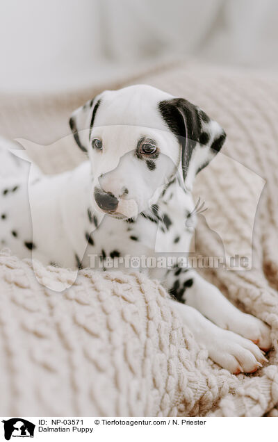 Dalmatiner Welpe / Dalmatian Puppy / NP-03571