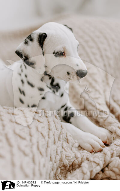 Dalmatiner Welpe / Dalmatian Puppy / NP-03572