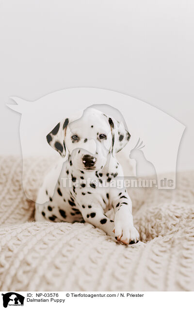 Dalmatiner Welpe / Dalmatian Puppy / NP-03576