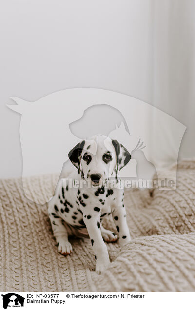 Dalmatiner Welpe / Dalmatian Puppy / NP-03577