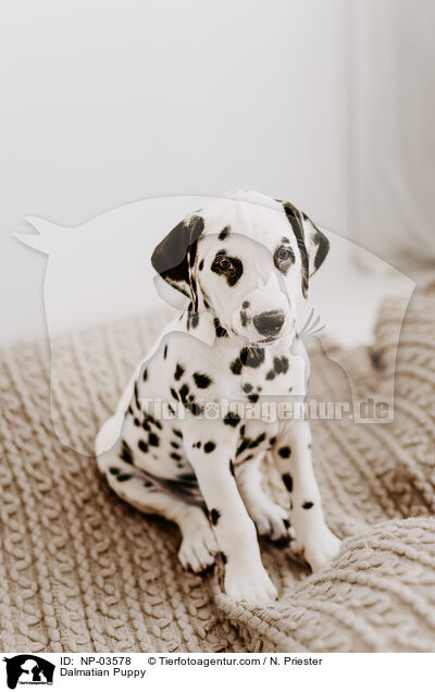 Dalmatian Puppy / NP-03578