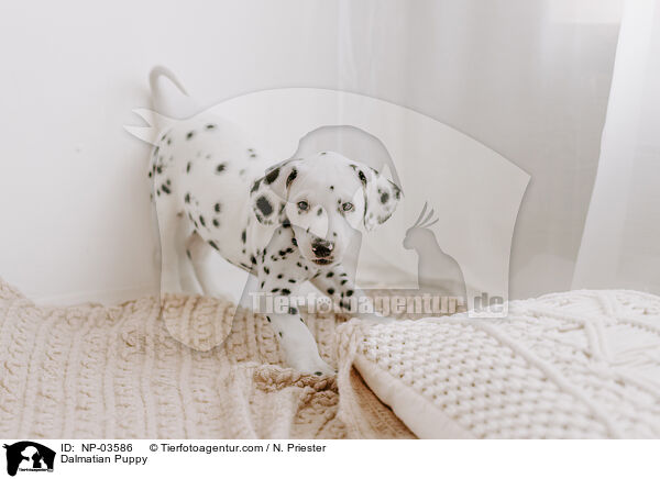 Dalmatiner Welpe / Dalmatian Puppy / NP-03586