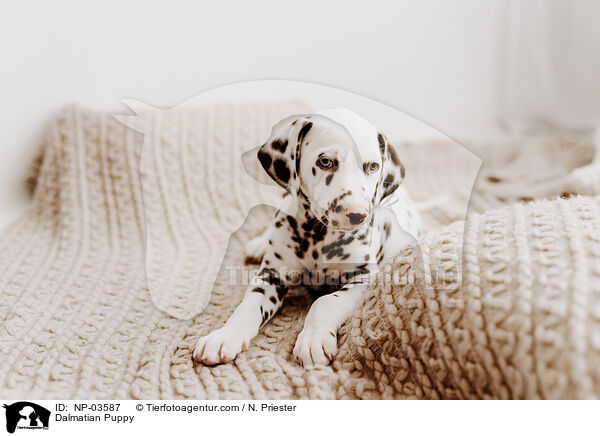 Dalmatian Puppy / NP-03587