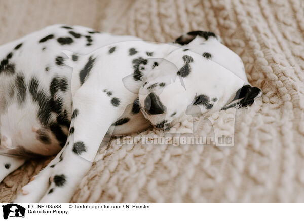Dalmatiner Welpe / Dalmatian Puppy / NP-03588