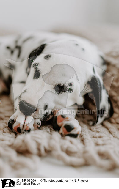 Dalmatiner Welpe / Dalmatian Puppy / NP-03590