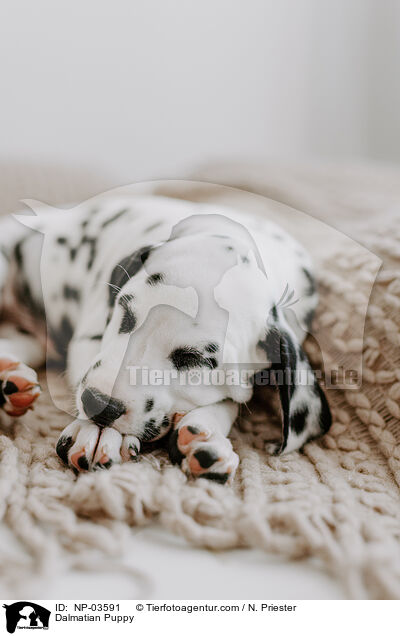 Dalmatian Puppy / NP-03591