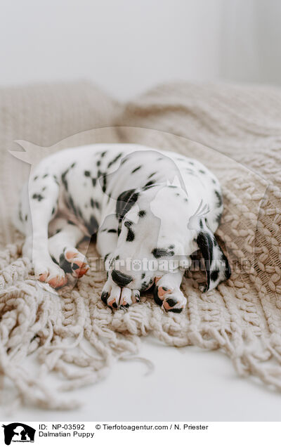 Dalmatiner Welpe / Dalmatian Puppy / NP-03592