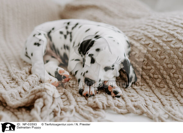 Dalmatiner Welpe / Dalmatian Puppy / NP-03593