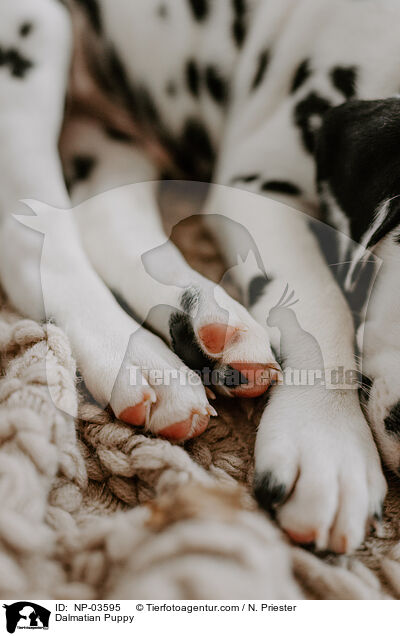 Dalmatiner Welpe / Dalmatian Puppy / NP-03595