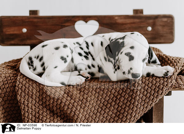 Dalmatiner Welpe / Dalmatian Puppy / NP-03596