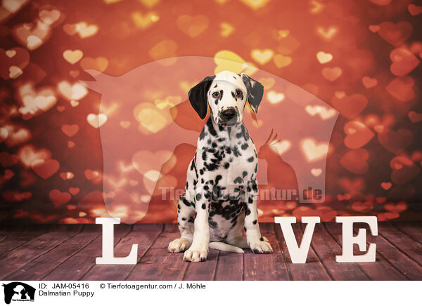 Dalmatiner Welpe / Dalmatian Puppy / JAM-05416