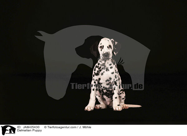 Dalmatiner Welpe / Dalmatian Puppy / JAM-05430