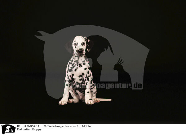 Dalmatian Puppy / JAM-05431