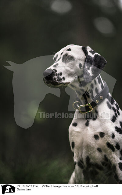 Dalmatian / SIB-03114