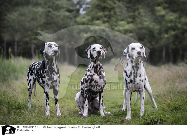 Dalmatiner / Dalmatians / SIB-03118