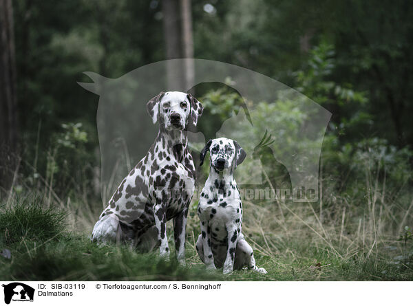 Dalmatiner / Dalmatians / SIB-03119