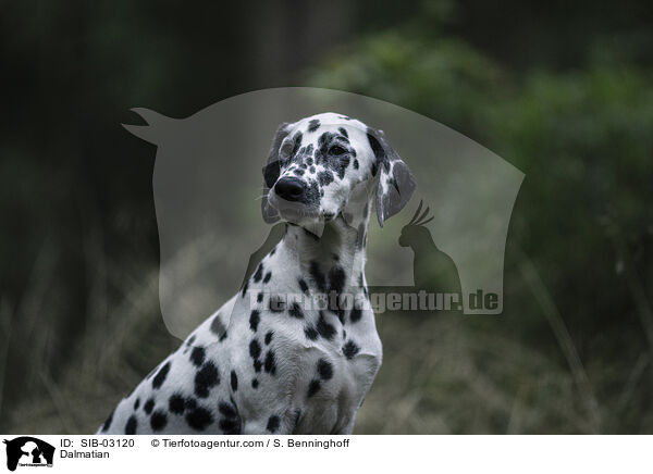 Dalmatian / SIB-03120