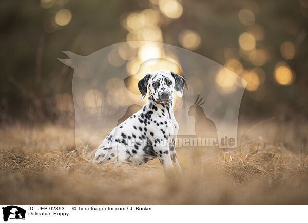 Dalmatian Puppy / JEB-02893