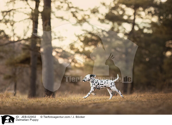 Dalmatiner Welpe / Dalmatian Puppy / JEB-02902