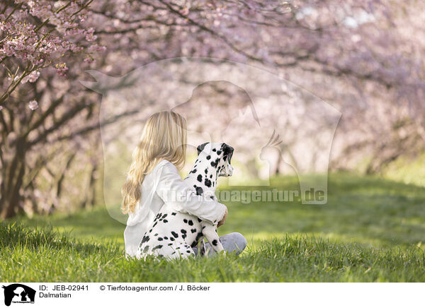 Dalmatiner / Dalmatian / JEB-02941