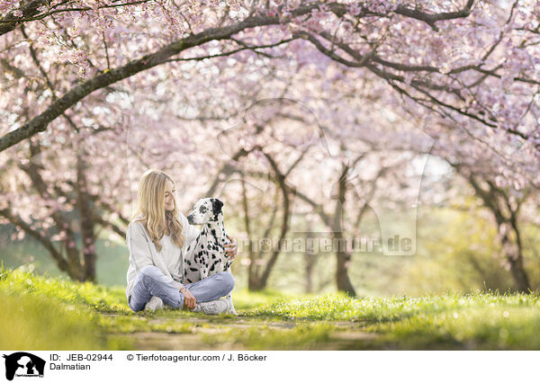 Dalmatiner / Dalmatian / JEB-02944