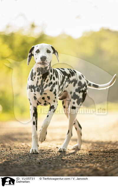 Dalmatian / VJ-05731
