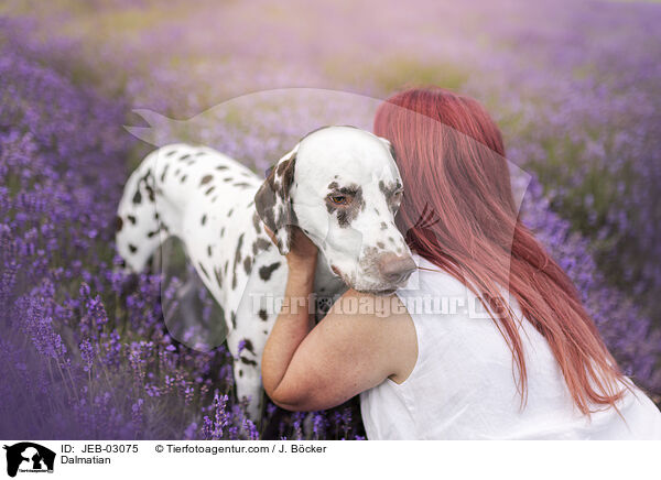 Dalmatian / JEB-03075
