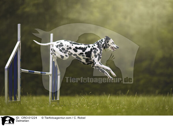 Dalmatiner / Dalmatian / CRO-01224