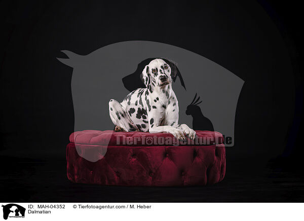 Dalmatiner / Dalmatian / MAH-04352