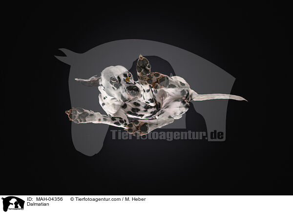 Dalmatiner / Dalmatian / MAH-04356