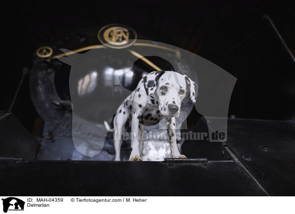Dalmatiner / Dalmatian / MAH-04359