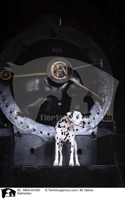 Dalmatiner / Dalmatian / MAH-04360