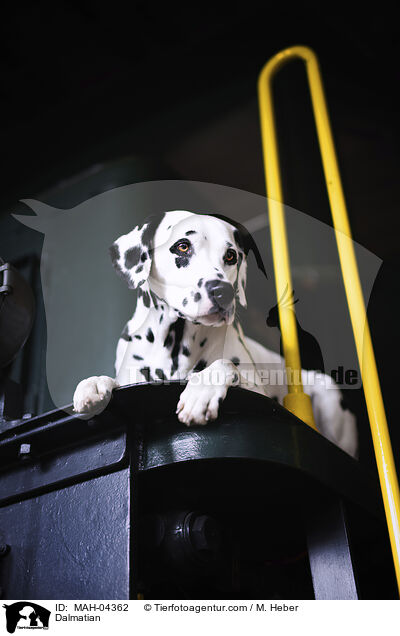 Dalmatiner / Dalmatian / MAH-04362