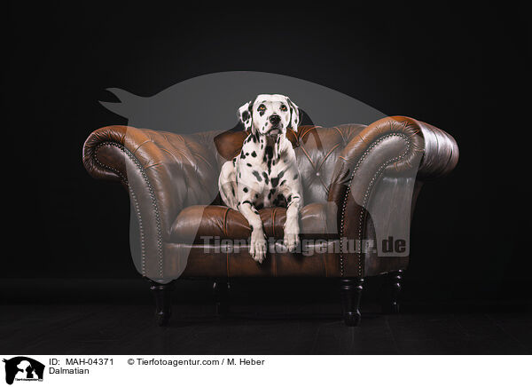 Dalmatiner / Dalmatian / MAH-04371