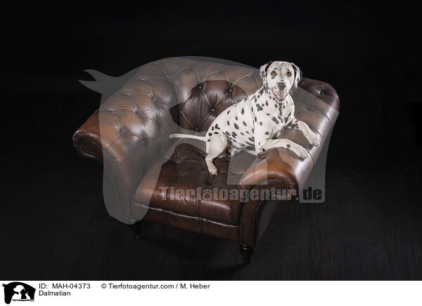 Dalmatiner / Dalmatian / MAH-04373
