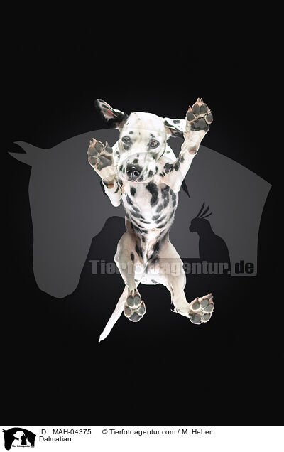Dalmatiner / Dalmatian / MAH-04375