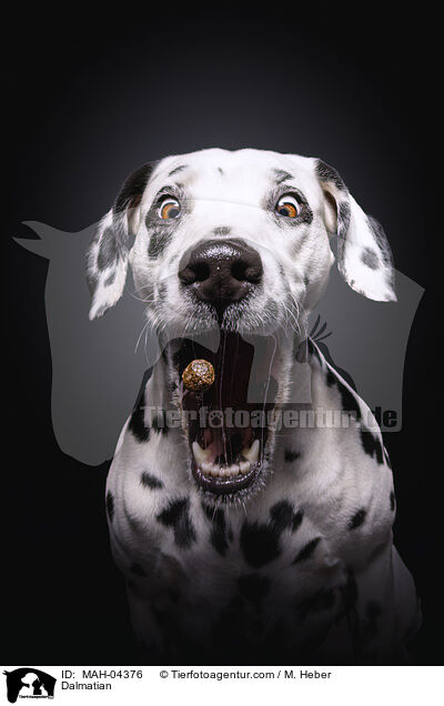 Dalmatian / MAH-04376