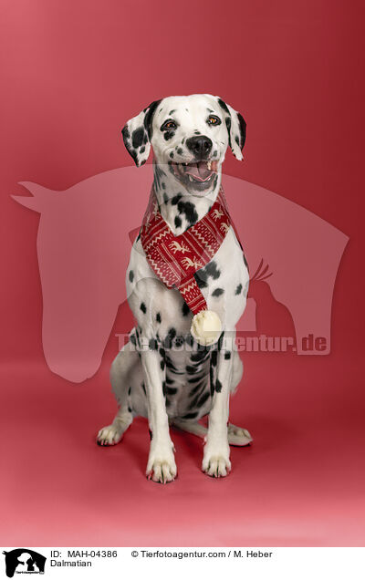 Dalmatiner / Dalmatian / MAH-04386