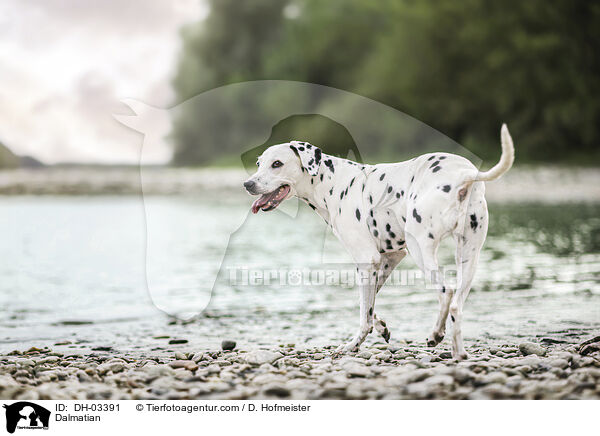 Dalmatiner / Dalmatian / DH-03391