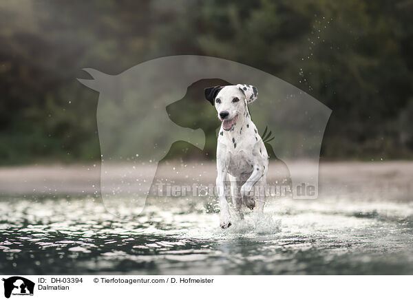 Dalmatiner / Dalmatian / DH-03394
