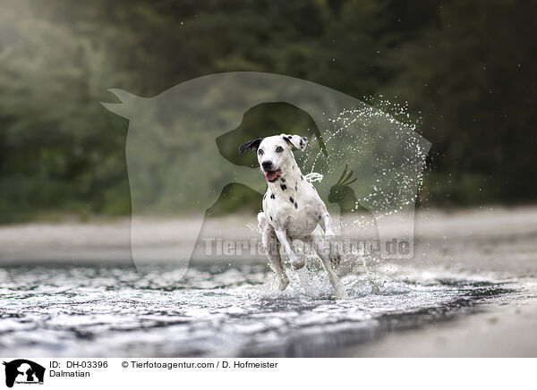 Dalmatian / DH-03396